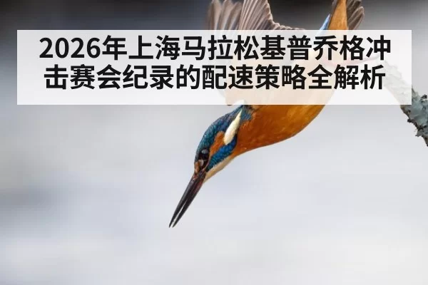 2026年上海马拉松基普乔格冲击赛会纪录的配速策略全解析